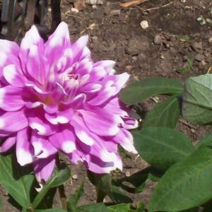 Meet your Posher, Steve